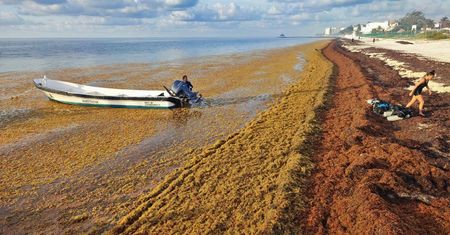 Glony Sargassum opanowały Karaiby. Jest ich aż po horyzont