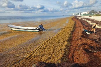 Glony Sargassum opanowały Karaiby. Jest ich aż po horyzont