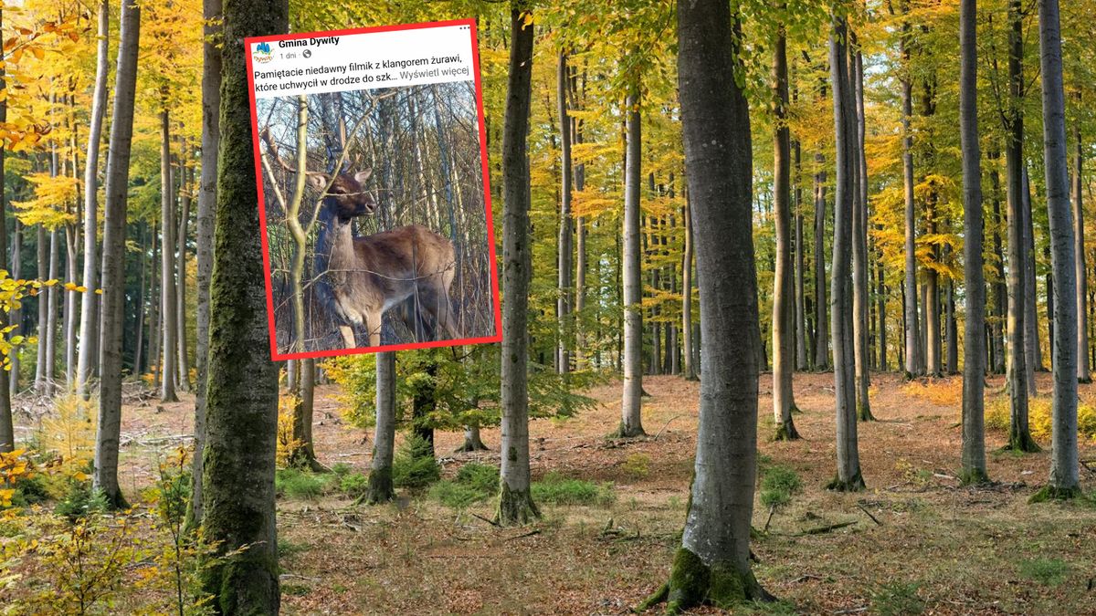  Młody pasjonat przyrody uchwycił czającą się w zaroślach sarnę 