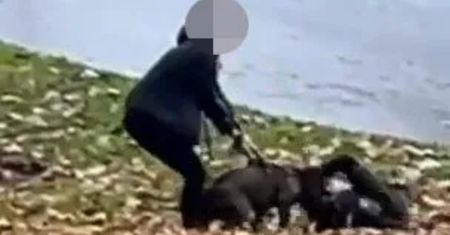 Horror w parku. Pies rzucił się na 14-latka