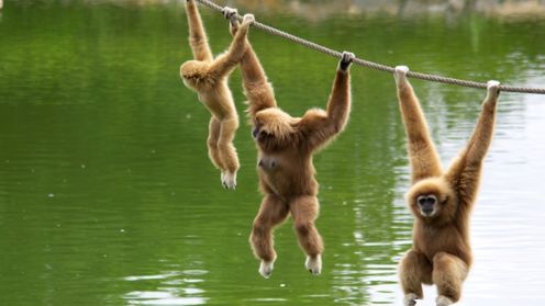 Top 10 największych parków linowych w Polsce 1