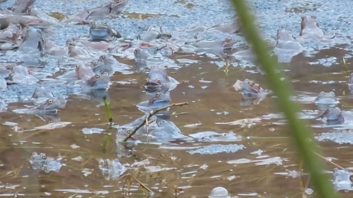 Płazy rozpoczęły wędrówkę do miejsc, w których będą mogły się rozmnażać.