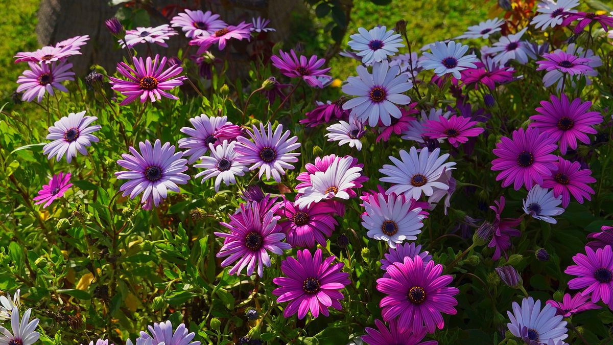 Dimorfoteka przetrwa suszę i nieurodzajną glebę