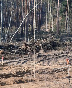 Tragedia podczas wyrębu lasu? Nie żyje 39-latek