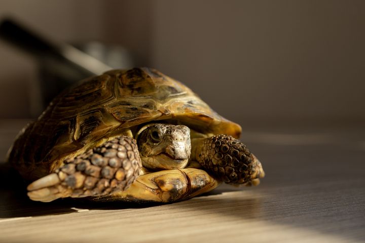 Żółw domowy. Jak o niego dbać?