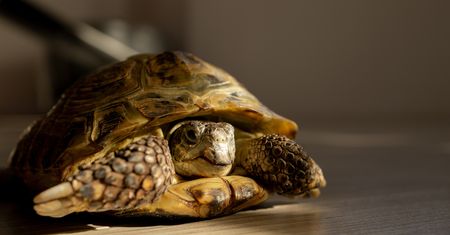 Żółw domowy. Jak o niego dbać?