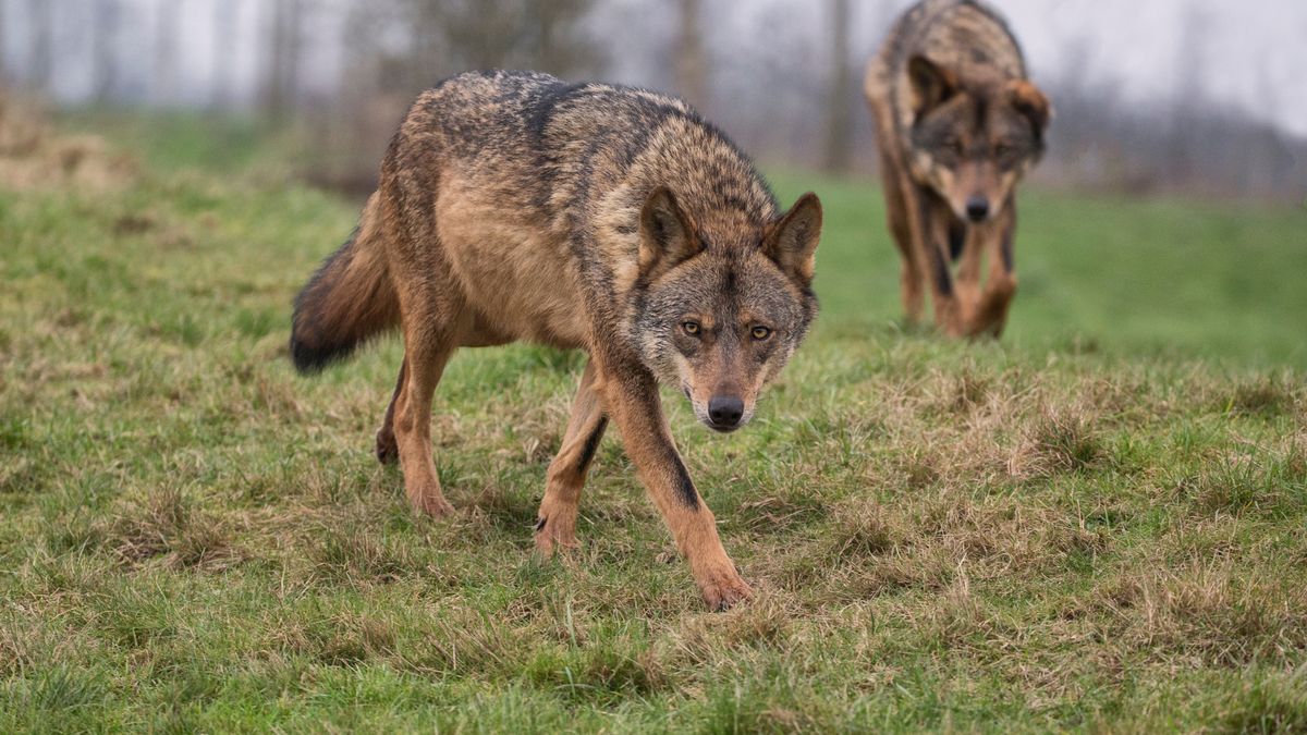 Wataha wilków pod Wrocławiem