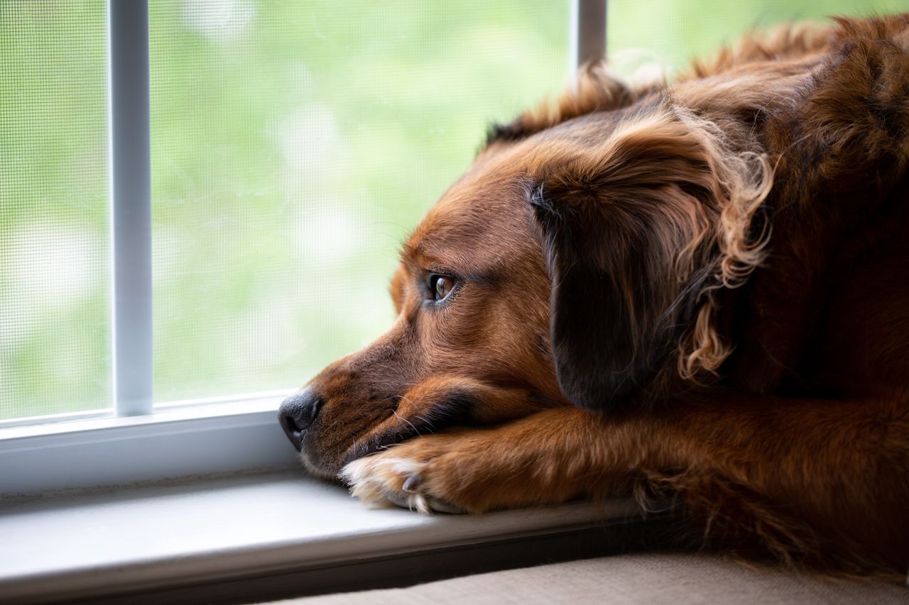 Common dog breeds suffering from separation anxiety. Signs and management tips