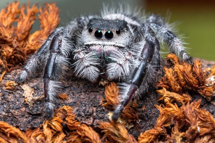 tarantula