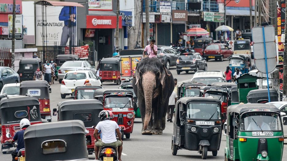 arch42
TOPSHOT - A mahout rides an elephant among the traffic down a street in Piliyandala, a suburb of Sri Lanka's capital Colombo on September 27, 2020. (Photo by LAKRUWAN WANNIARACHCHI / AFP)
LAKRUWAN WANNIARACHCHI