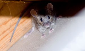 Najgorszy fetor dla myszy. W mig się ich pozbędziesz