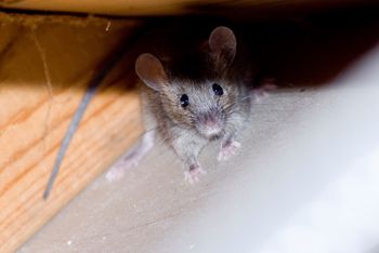 Najgorszy fetor dla myszy. W mig się ich pozbędziesz