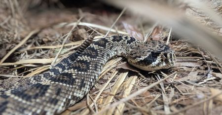 Tragedia w Grudziądzu. Zmarł po ukąszeniu żmii. Służby ostrzegają