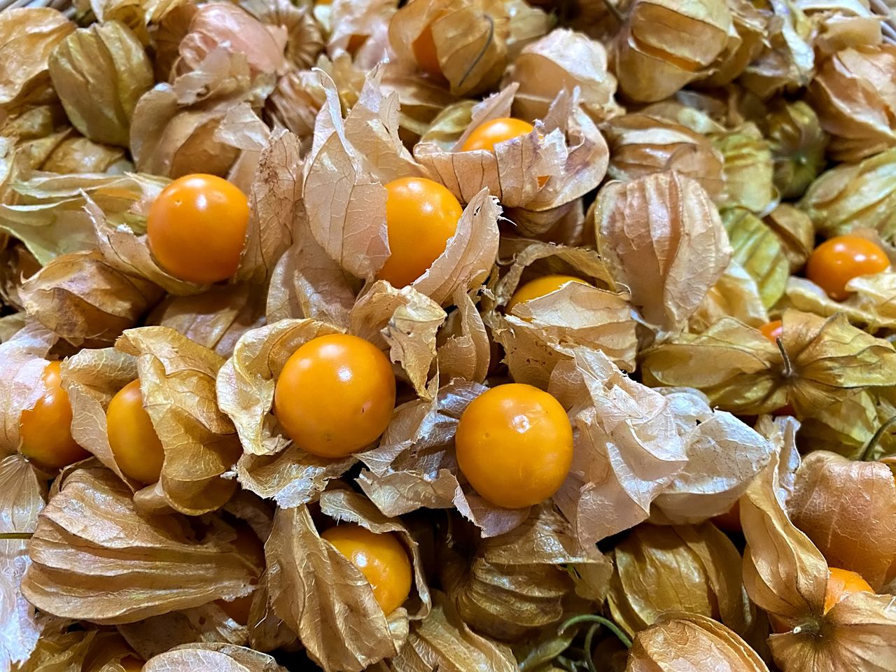 Cape gooseberry: Nature's hidden powerhouse for health