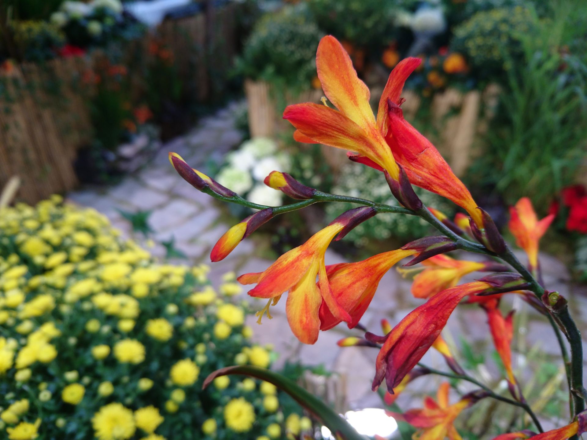 Sony Xperia Z5 - zdjęcia testowe, test szumów i porównanie z iPhonem 6 52