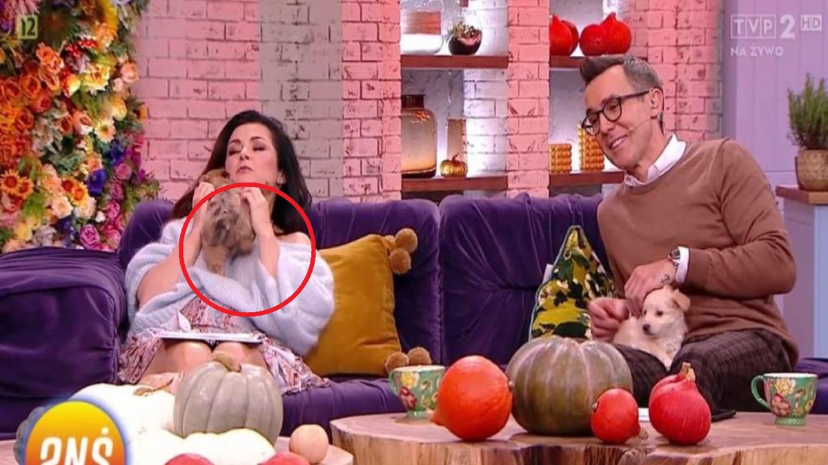 Katarzyna Cichopek zaliczyła wpadkę na planie programu "Dzień Dobry TVN" 