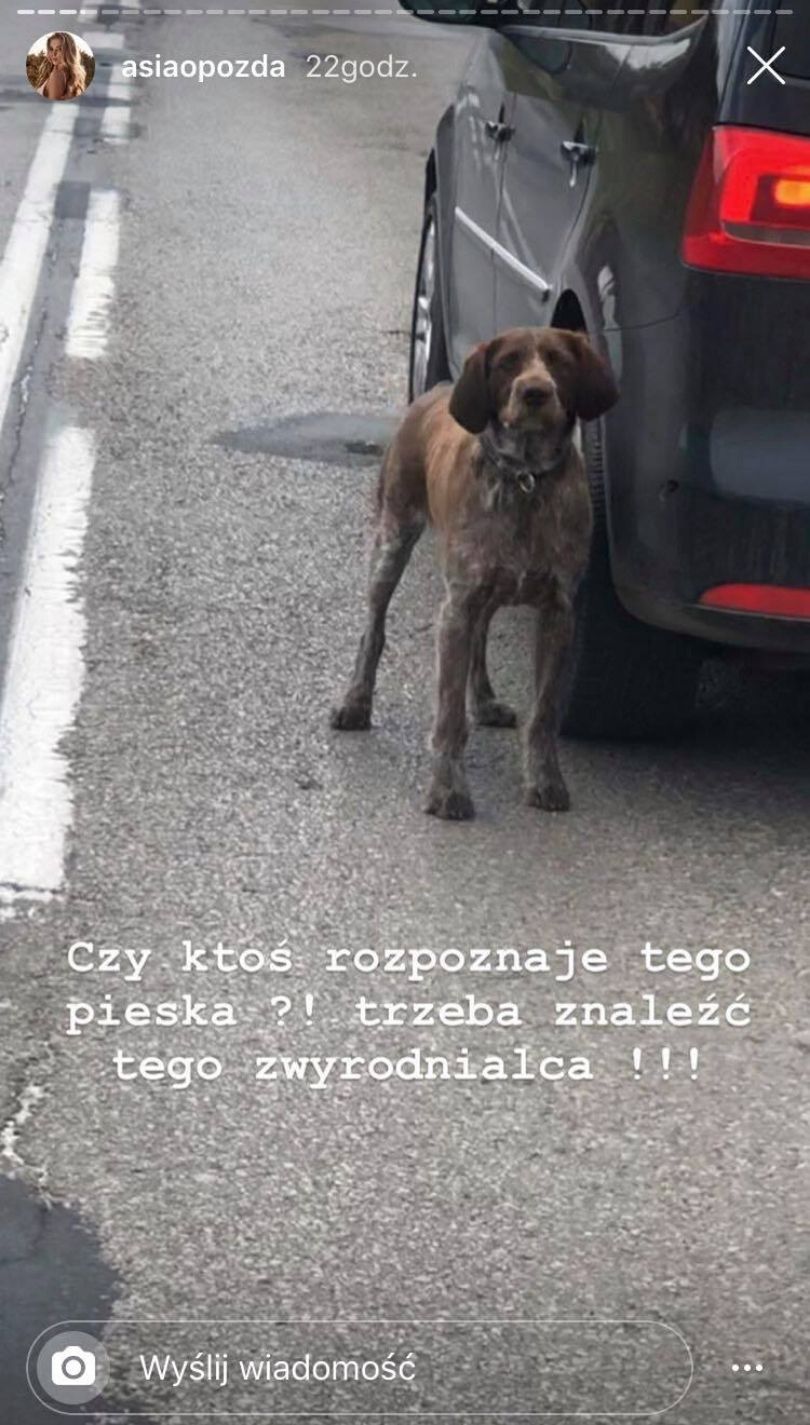 Joanna Opozda świadkiem porzucenia psa na ruchliwej ulicy
