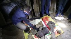 Szczątki przodka słonia. Niesamowite odkrycie w Kolumbii
