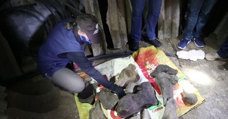 Szczątki przodka słonia. Niesamowite odkrycie w Kolumbii