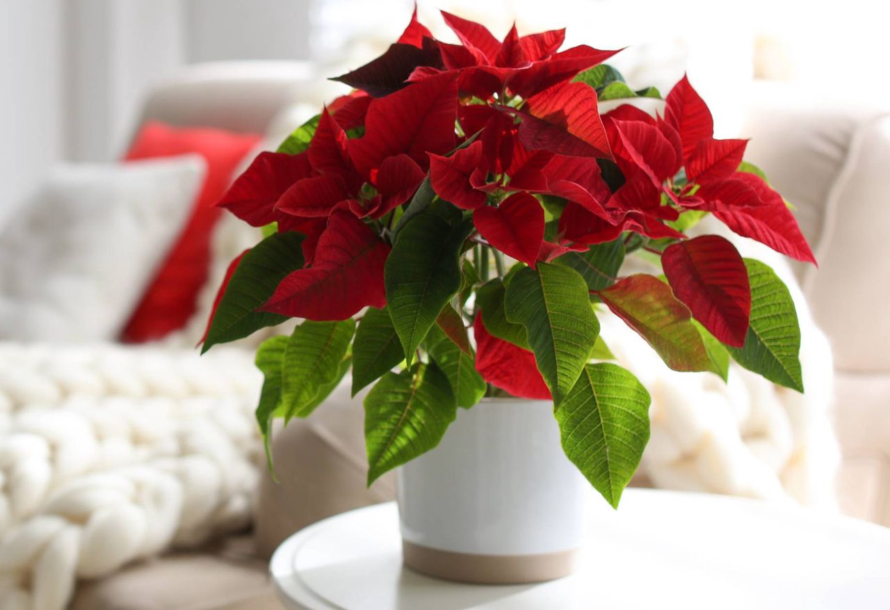 Make your Christmas flower blossom beyond December: Poinsettia care tips