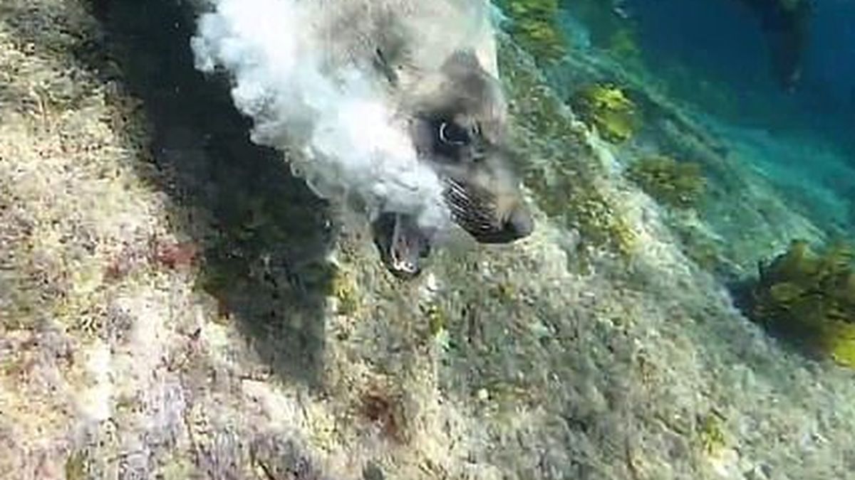 Wściekła foka zaatakowała nurka 