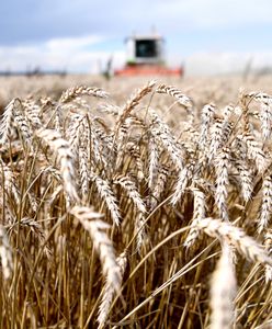 Wojna w Ukrainie. Świat u progu kryzysu żywnościowego