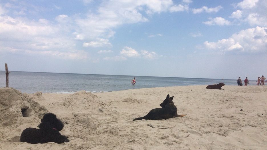 Psy na plaży