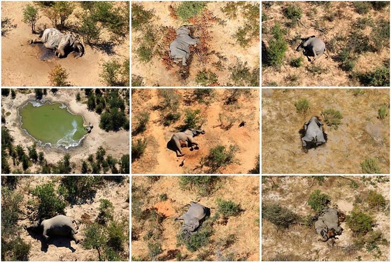 300 martwych słoni. Znaleźli przyczynę