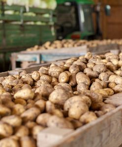 Wysłali ziemniaki do Polski. Zarobili 278 mln zł. Skąd pochodzą?