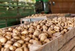 Wysłali ziemniaki do Polski. Zarobili 278 mln zł. Skąd pochodzą?