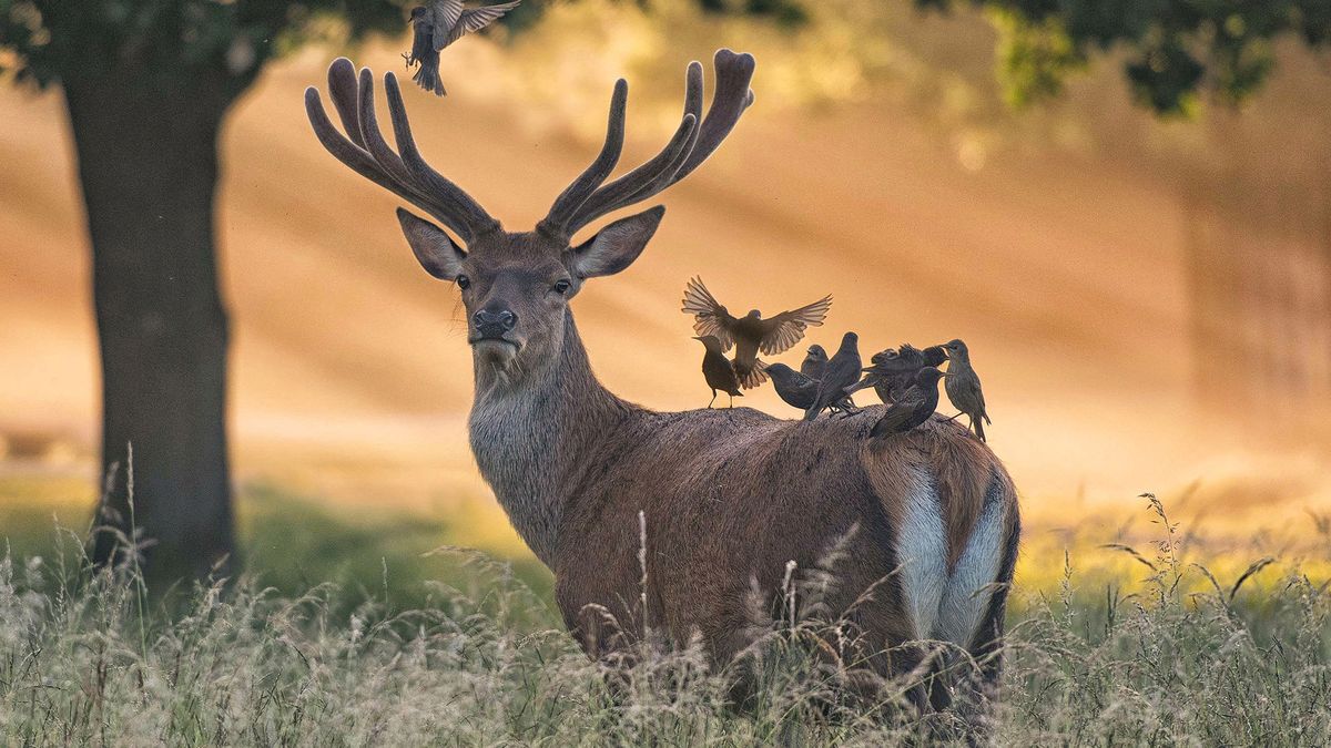 Przepiękne jelenie o wschodzi słońca. Tu nie trzeba żadnych słów 1