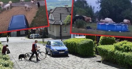 Lanckorona. Stado krów demoluje podwórka. Mieszkańcy oburzeni