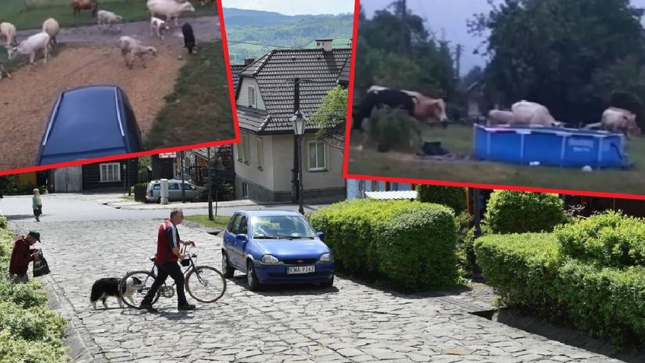 Lanckorona. Stado krów demoluje podwórka. Mieszkańcy oburzeni