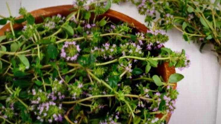 Tymianek ma zastosowanie zarówno w kuchni, jak i w lecznictwie 