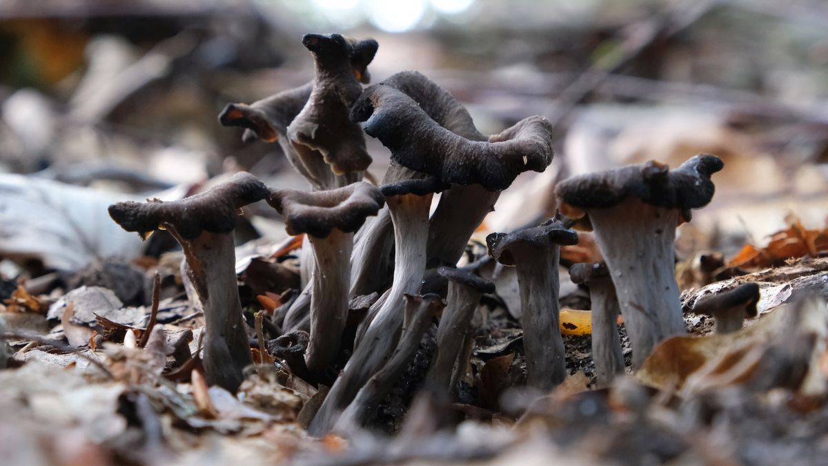 Wronie uszy, czyli lejkowiec dęty, to skarb dla grzybiarzy