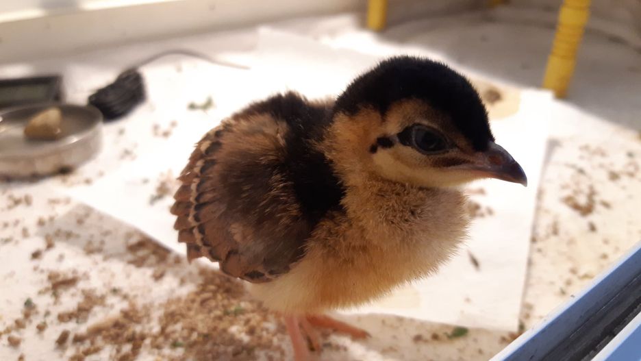Warszawa. W stołecznym zoo urodził się paw kongijski