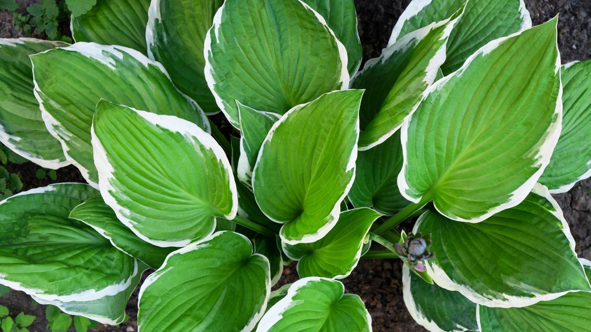 Jak zadbać o hosty przed zimą?