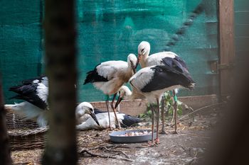 Kraków: Miasto zapowiada budowę Ośrodka Rehabilitacji Dzikich Zwierząt