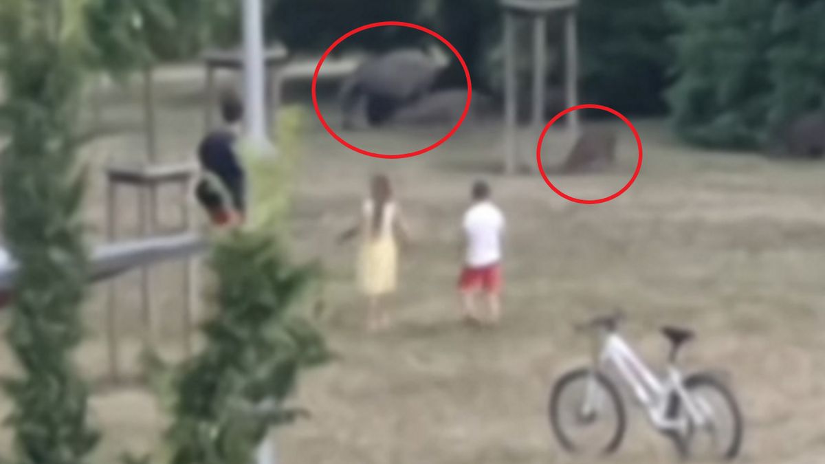 Kadr z nagrania z Parku Rataje w Poznaniu.