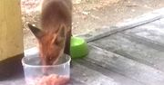 Młody lis atrakcją w szpitalu w Chodzieży