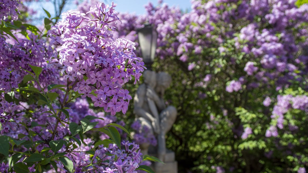 Jak dbać o bez, by stał jak najdłużej?