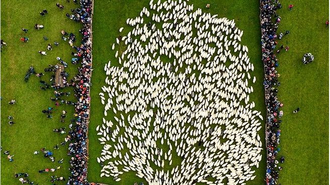 Jan Ulicki uchwycił z góry moment zagonienia owiec do zagrody