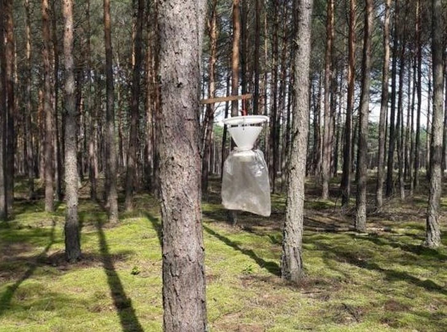 Pojawiły się w polskich lasach. Leśnicy apelują: nie dotykajcie ich