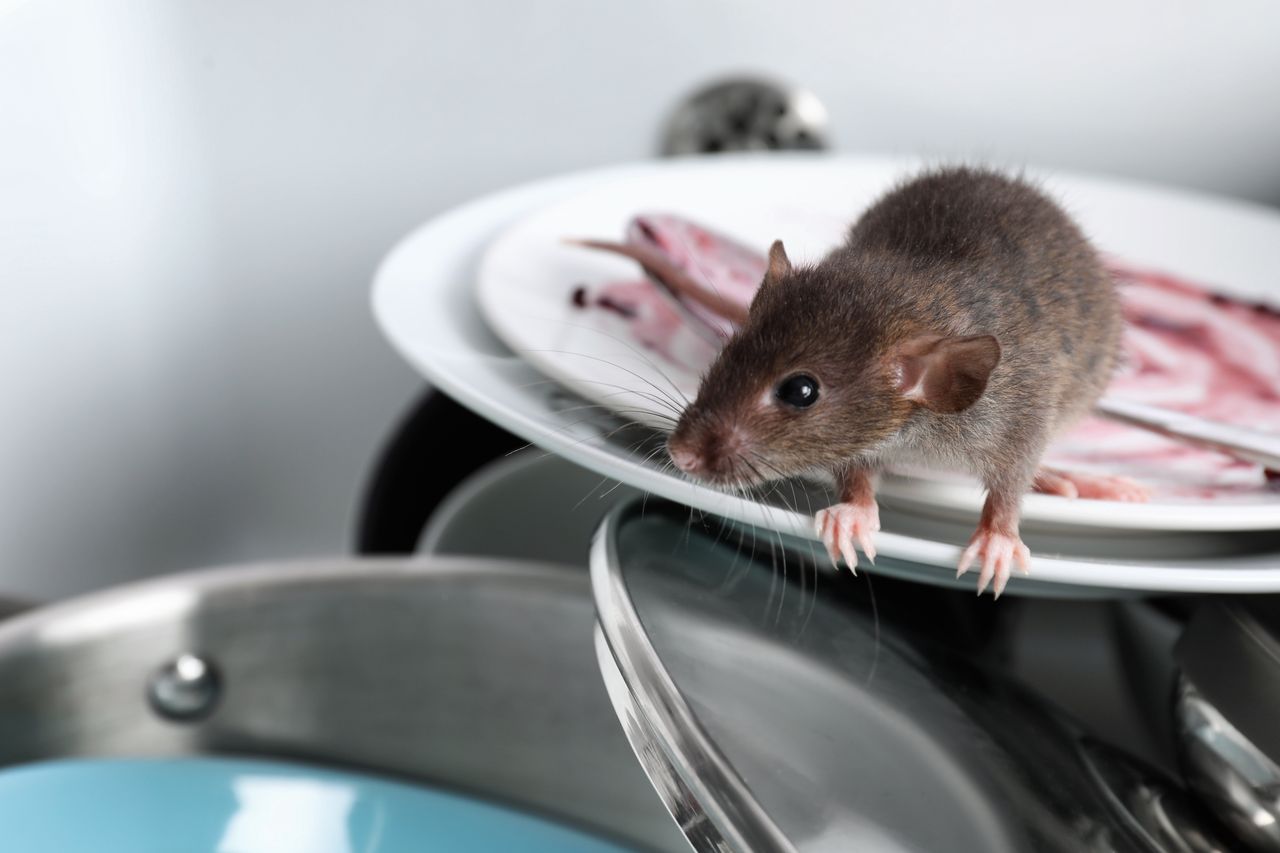 Weź z kuchennej szuflady. Myszy będą omijać twój dom szerokim łukiem