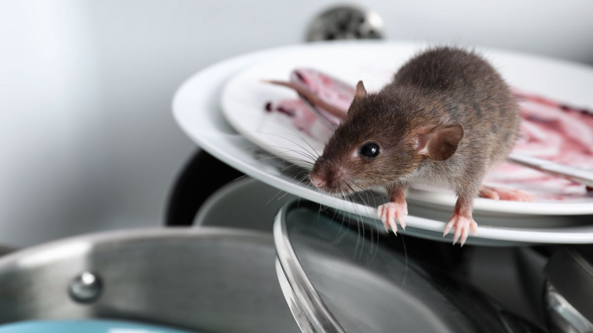 Myszy w domu to prawdziwe utrapienie.