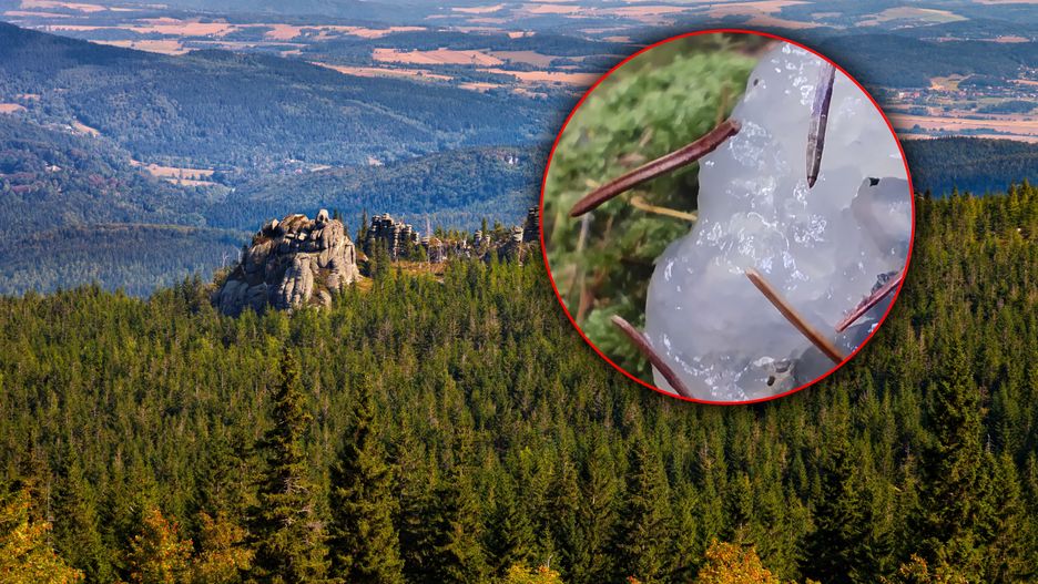 Karkonoski Park Narodowy pokazał ciekawe zdjęcia 