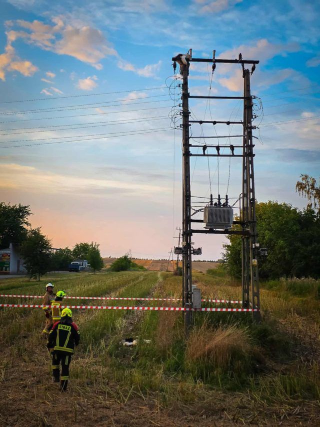 Martwe bociany pod transformatorem. Ptaki padały jeden za drugim (zdjęcia)