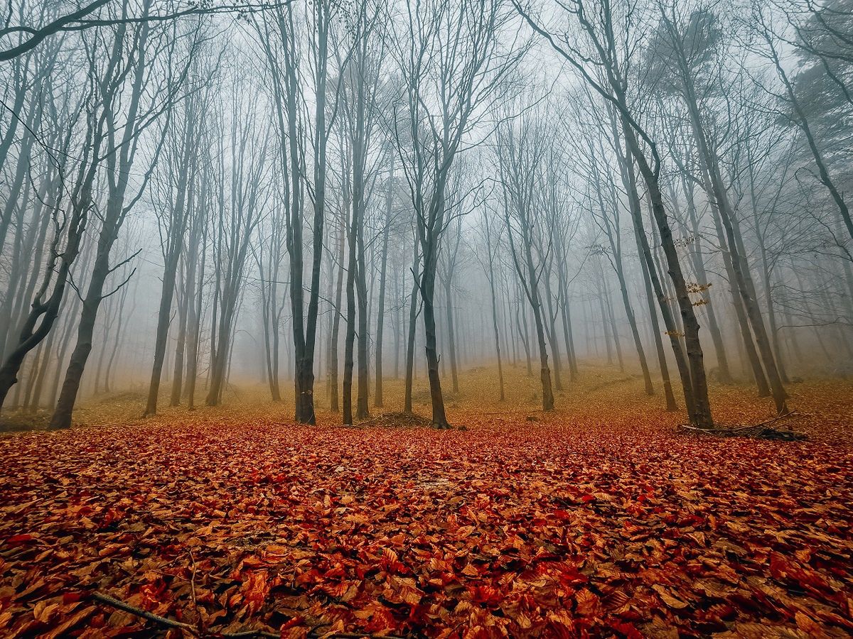 Mazowsze. Zachwycający bukowy dywan na fotografii Kamila Żołądka  Nadleśnictwa Celestynów