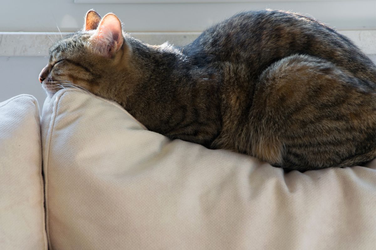 Decoding your cat's sleeping positions. What their naptime postures reveal about their health