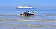 30 potężnych zwierząt utknęło na plaży. W akcję włączyli się mieszkańcy i działacze